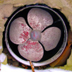 Old Underfloor Ventilation Fan