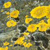 Mould growth