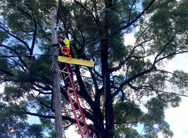 Level 2 Electrician Working On Timber Power Pole
