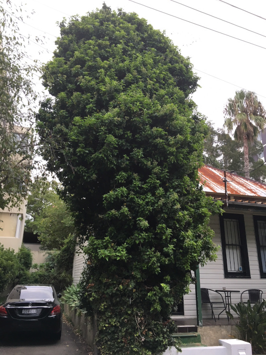 Private Pole Replacement Overgrown Flora